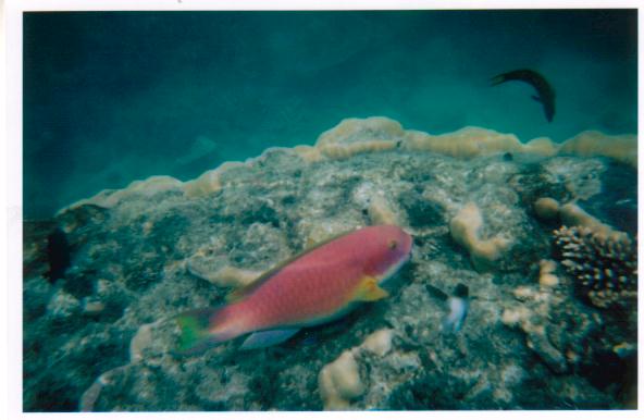 pinkparotfish.jpg