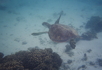 turtleswim.jpg