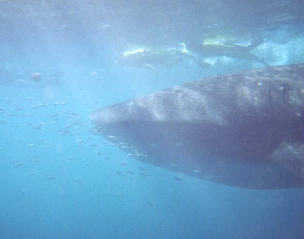whalesharksideswimmer.jpg